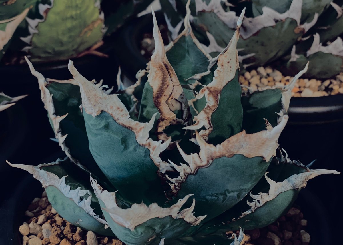 ◇厳選◇アガベ・チタノタ 狼人（小株）-036｜agave titanota were wol