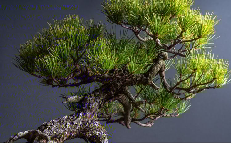 sd3_29ae52f4d7c7a622da35031ba3