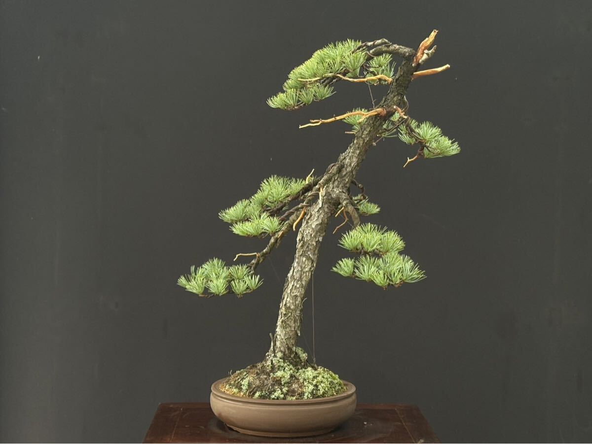 Yahoo!オークション - 「五葉松 文人」の落札相場・落札価格